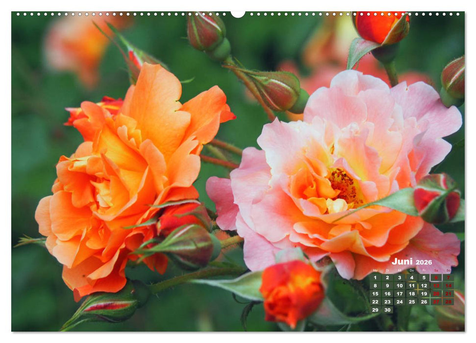 Rosen, die Königin der Blumen (CALVENDO Wandkalender 2026)
