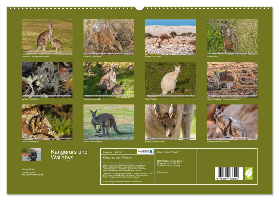 Kängururs und Wallabys (CALVENDO Premium Wandkalender 2026)