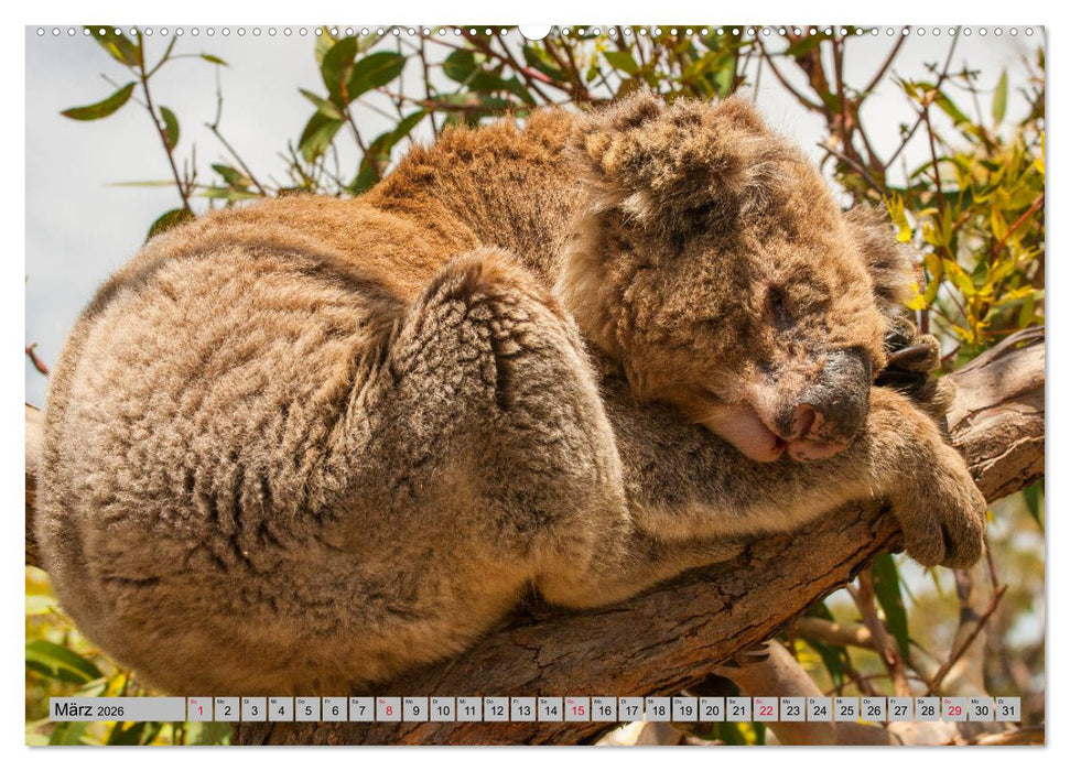 Australische Koalas (CALVENDO Premium Wandkalender 2026)