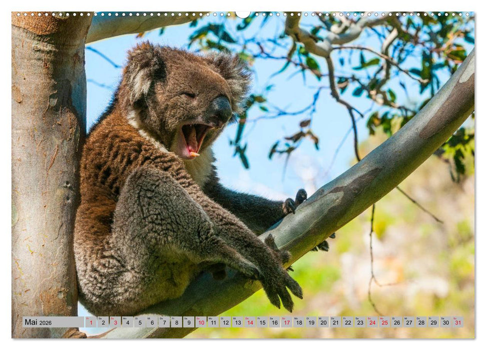 Australische Koalas (CALVENDO Premium Wandkalender 2026)