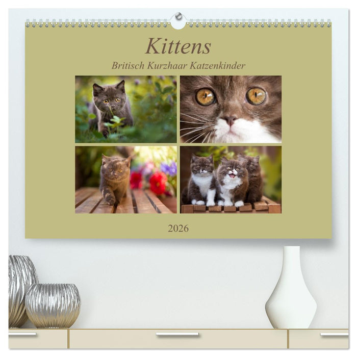 Kittens - Britisch Kurzhaar Katzenkinder (CALVENDO Premium Wandkalender 2026)