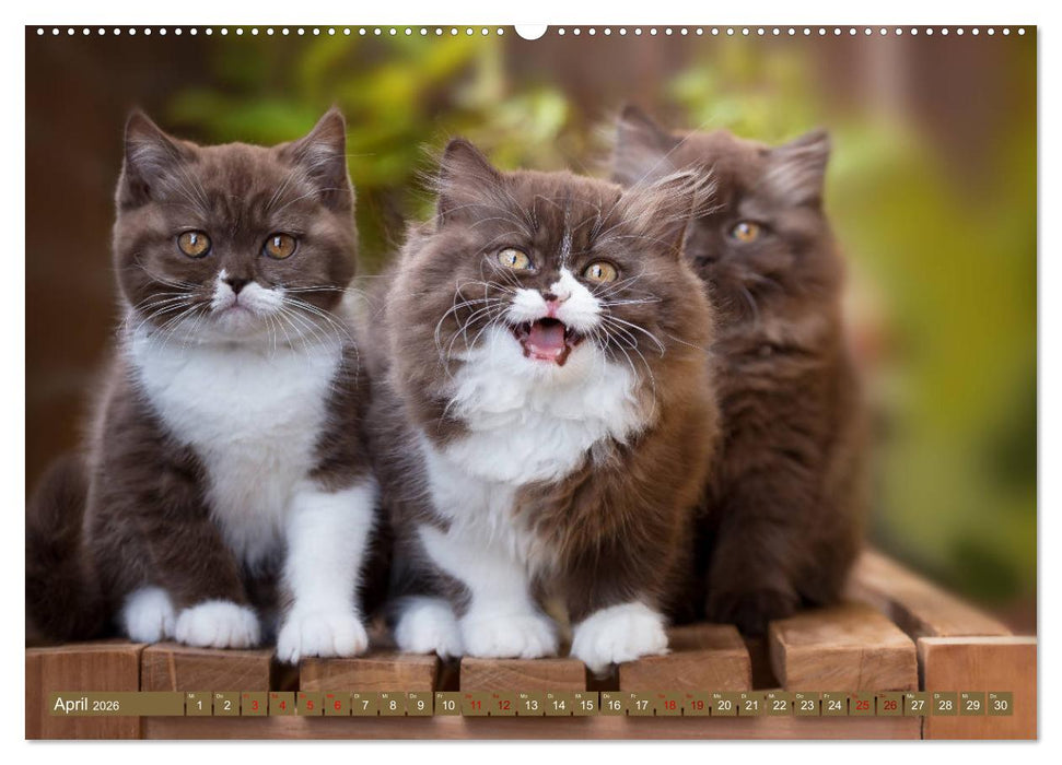 Kittens - Britisch Kurzhaar Katzenkinder (CALVENDO Premium Wandkalender 2026)