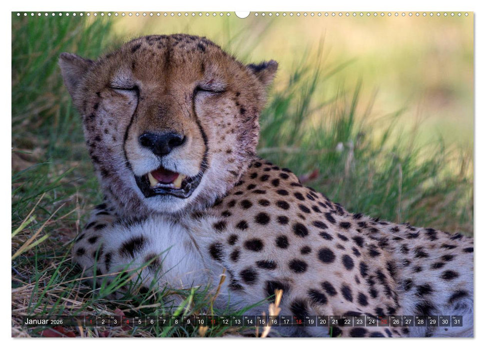 Katzen im Busch (CALVENDO Wandkalender 2026)