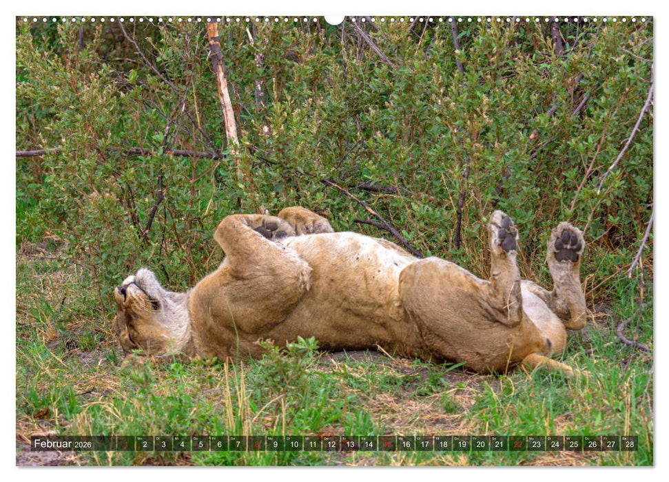 Katzen im Busch (CALVENDO Wandkalender 2026)