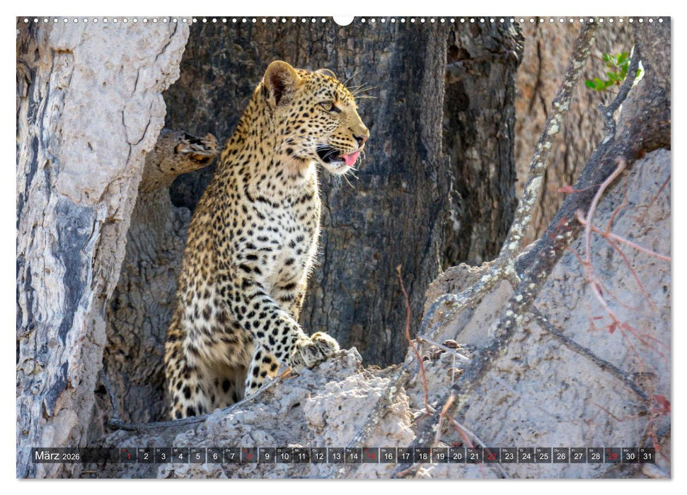 Katzen im Busch (CALVENDO Wandkalender 2026)