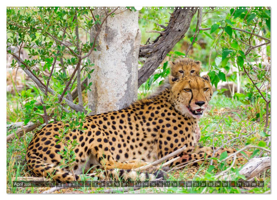 Katzen im Busch (CALVENDO Wandkalender 2026)