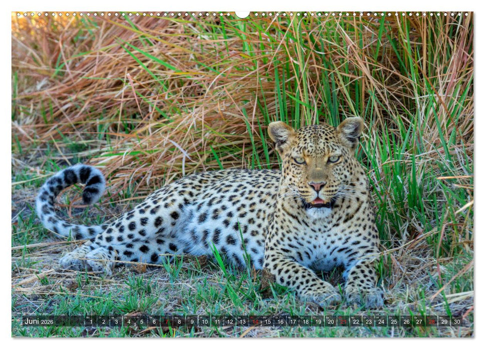 Katzen im Busch (CALVENDO Wandkalender 2026)