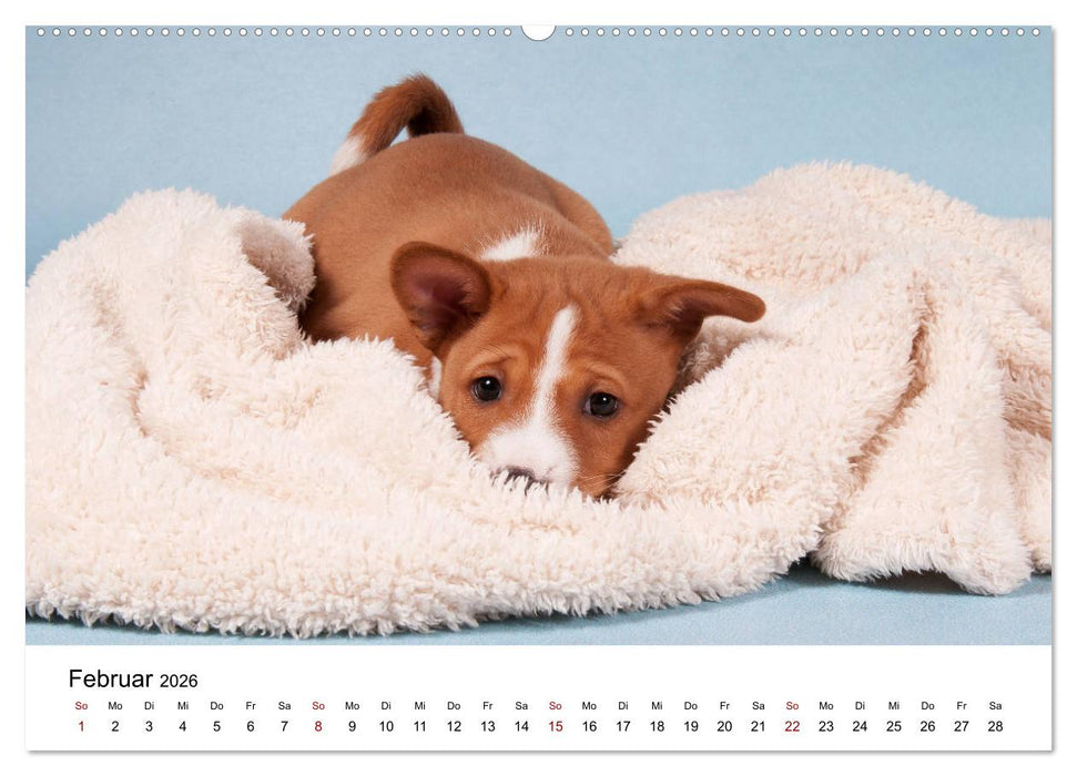 Süße Basenji-Kinder (CALVENDO Premium Wandkalender 2026)