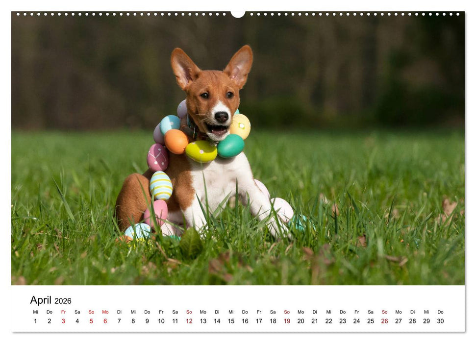Süße Basenji-Kinder (CALVENDO Premium Wandkalender 2026)