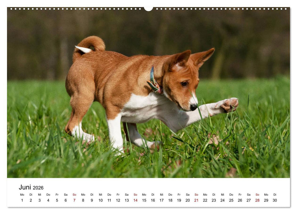 Süße Basenji-Kinder (CALVENDO Premium Wandkalender 2026)