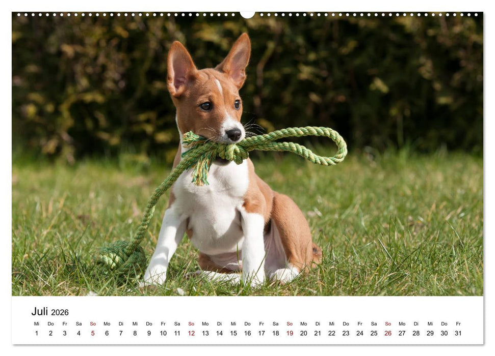 Süße Basenji-Kinder (CALVENDO Premium Wandkalender 2026)