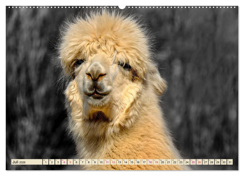 Alpaka Gesichter (CALVENDO Premium Wandkalender 2026)