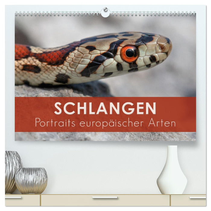 Schlangen - Portraits europäischer Arten (CALVENDO Premium Wandkalender 2026)