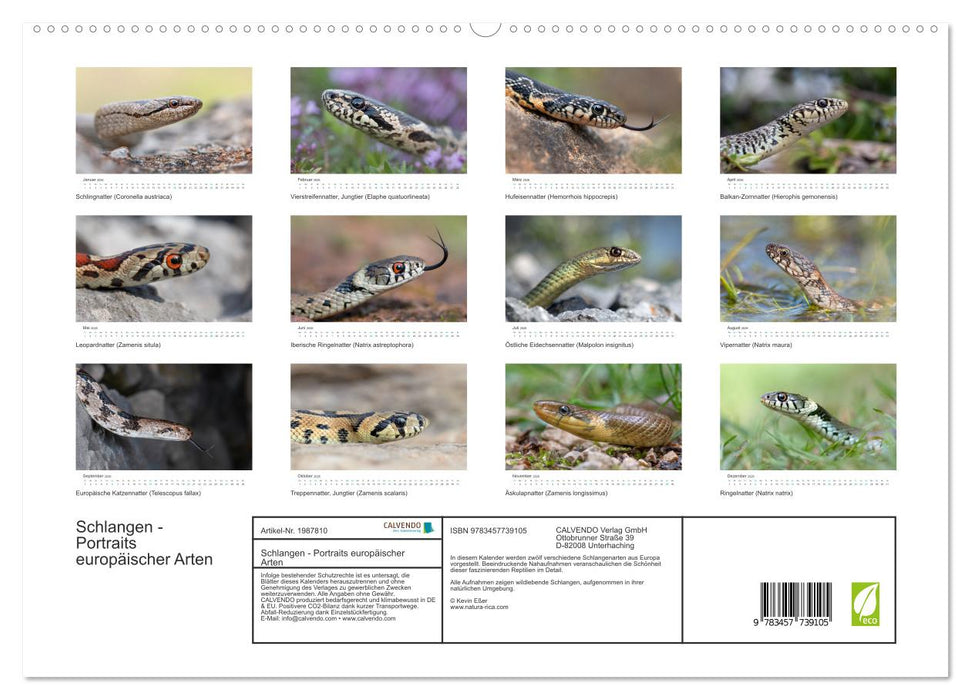 Schlangen - Portraits europäischer Arten (CALVENDO Premium Wandkalender 2026)