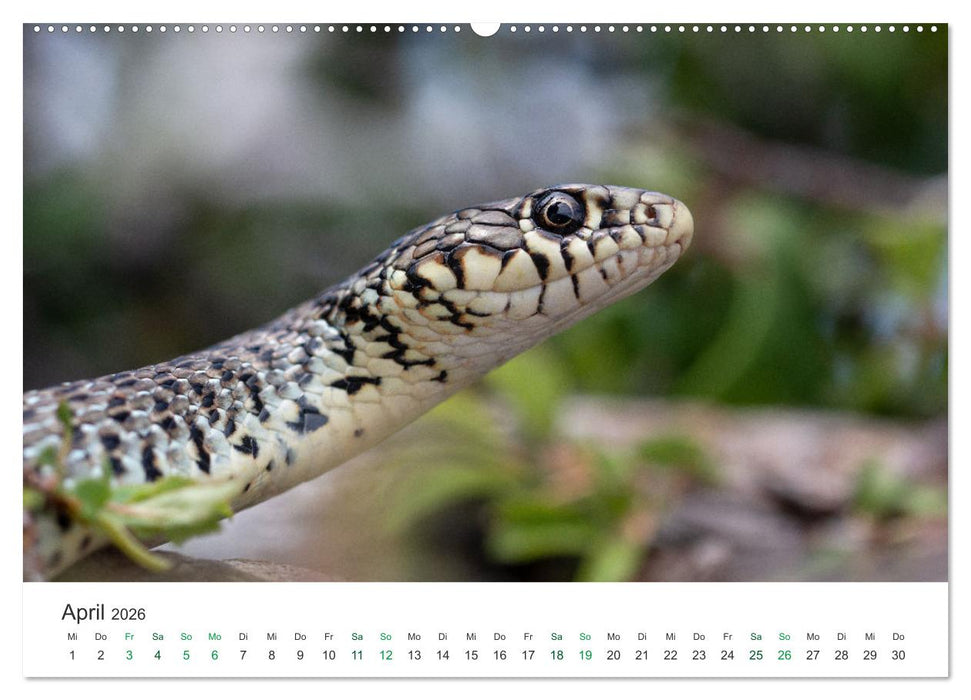 Schlangen - Portraits europäischer Arten (CALVENDO Premium Wandkalender 2026)