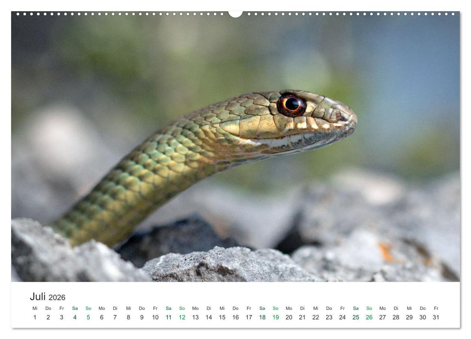 Schlangen - Portraits europäischer Arten (CALVENDO Premium Wandkalender 2026)