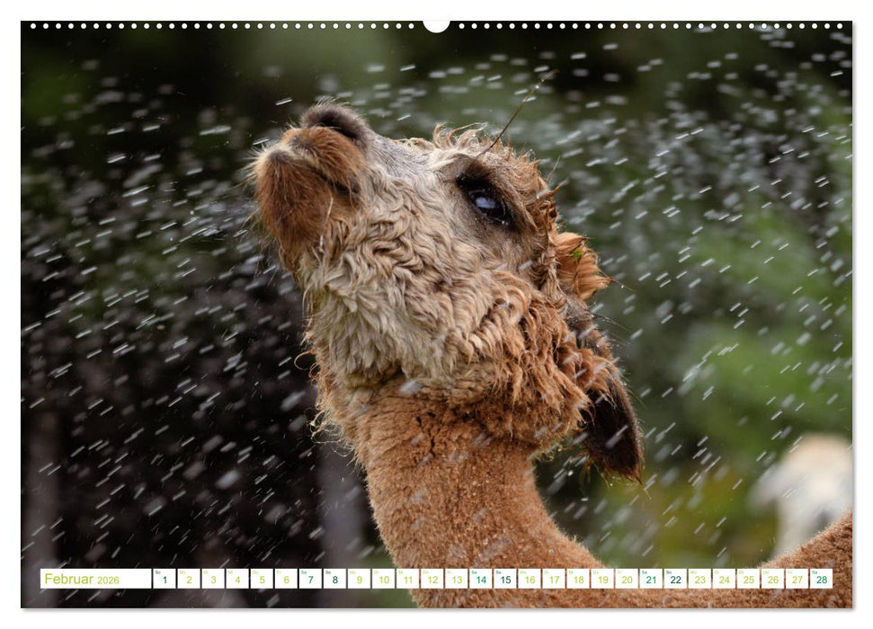 Unvergessliche Begegnungen mit Alpakas (CALVENDO Premium Wandkalender 2026)