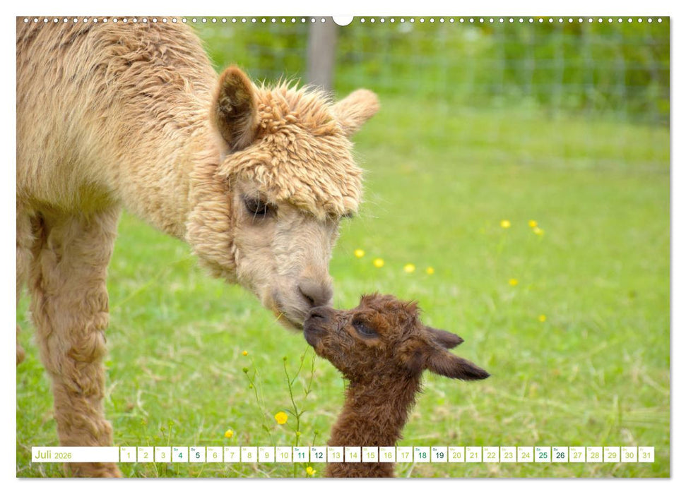 Unvergessliche Begegnungen mit Alpakas (CALVENDO Premium Wandkalender 2026)