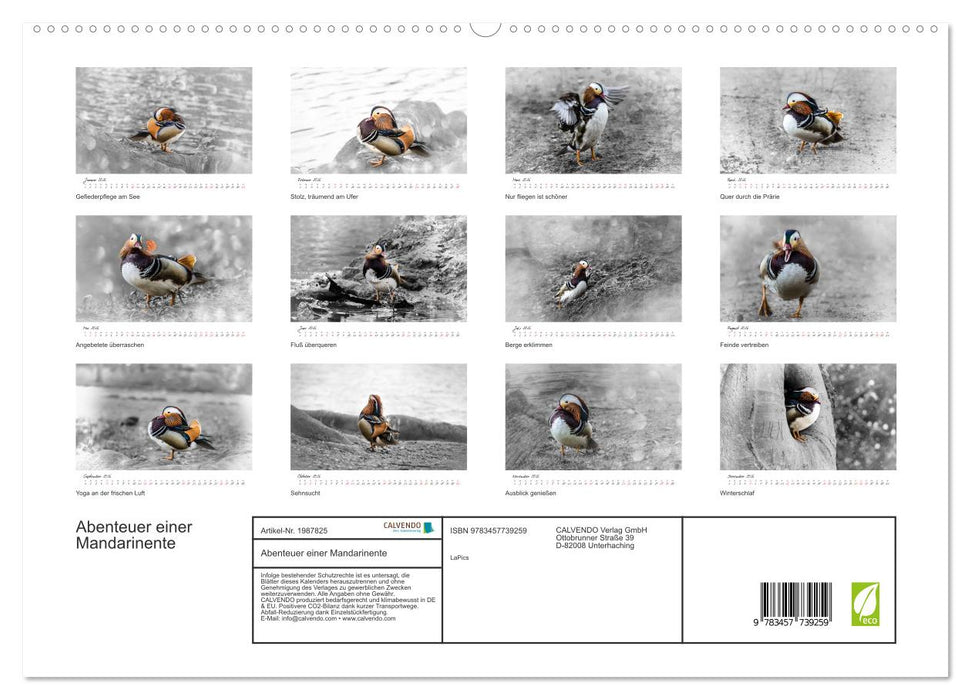 Abenteuer einer Mandarinente (CALVENDO Premium Wandkalender 2026)