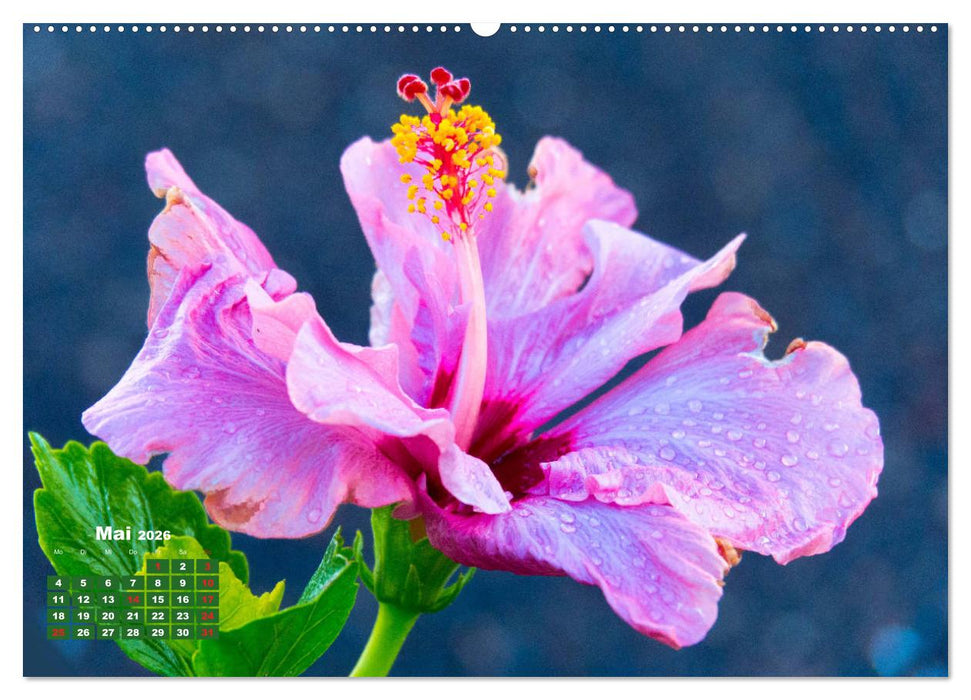 Lanzarote - Land der schwarzen Erde (CALVENDO Wandkalender 2026)