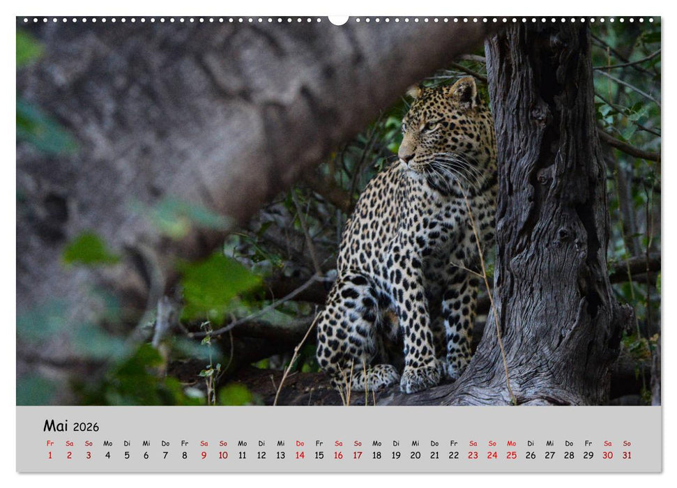 Leoparden - groß und klein (CALVENDO Premium Wandkalender 2026)