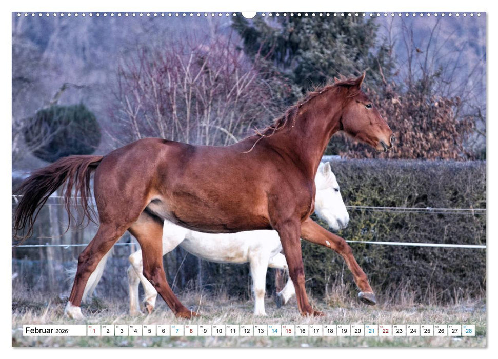 Durch das Jahr mit der Trakehner-Stute Fleur (CALVENDO Wandkalender 2026)