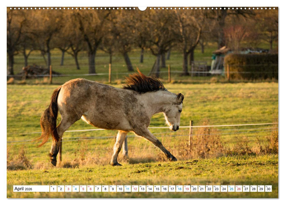 Durch das Jahr mit dem Connemara Pony Holly (CALVENDO Wandkalender 2026)