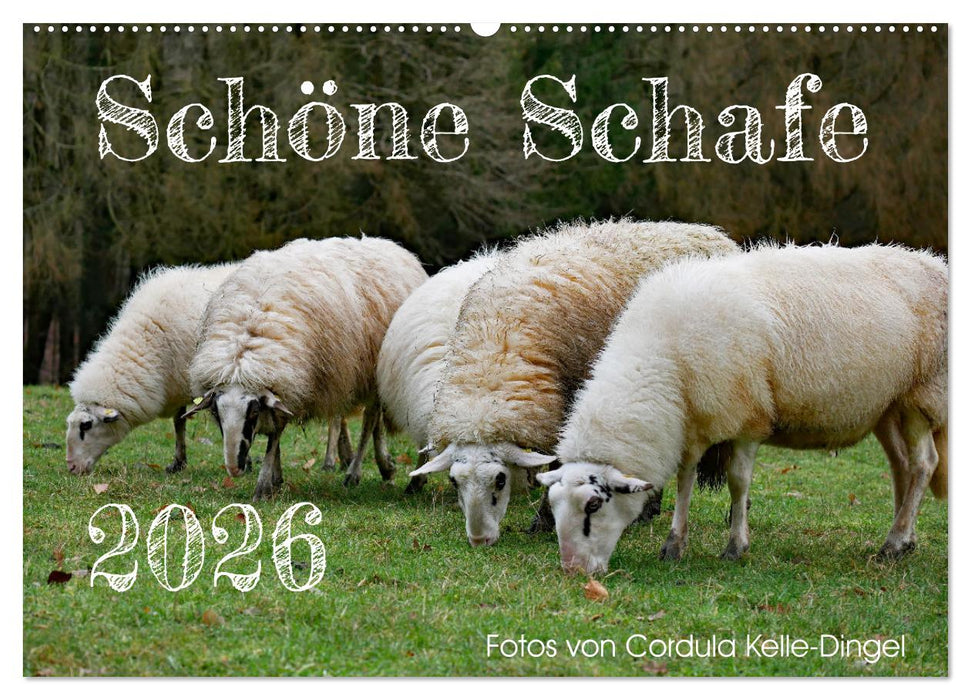 Schöne Schafe (CALVENDO Wandkalender 2026)