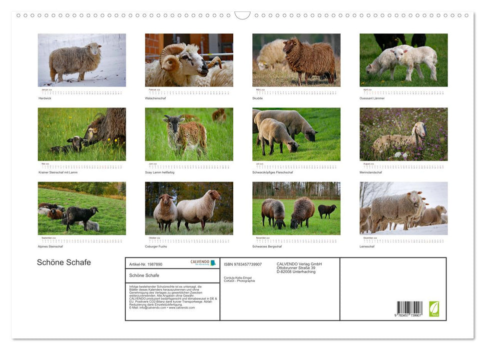 Schöne Schafe (CALVENDO Wandkalender 2026)