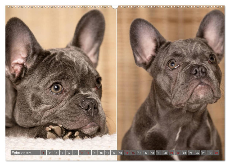 French Bully´s - Große Schätze auf kleinen Pfoten (CALVENDO Premium Wandkalender 2026)