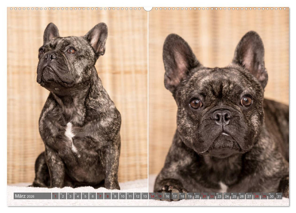 French Bully´s - Große Schätze auf kleinen Pfoten (CALVENDO Premium Wandkalender 2026)