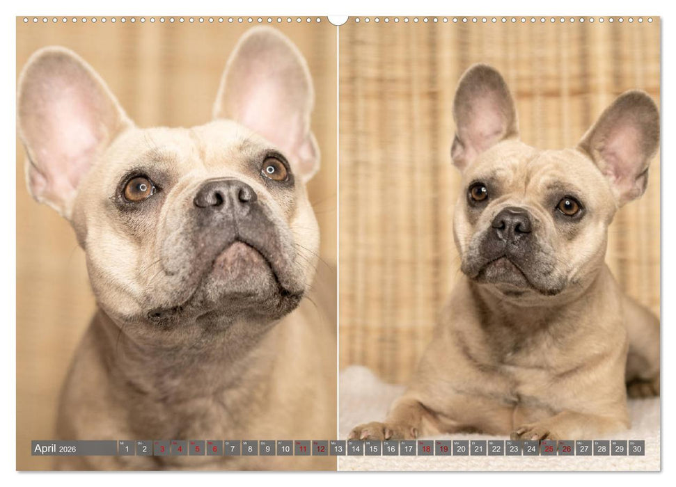 French Bully´s - Große Schätze auf kleinen Pfoten (CALVENDO Premium Wandkalender 2026)