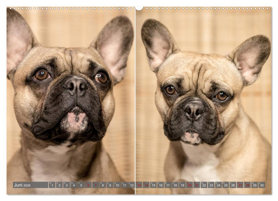 French Bully´s - Große Schätze auf kleinen Pfoten (CALVENDO Premium Wandkalender 2026)