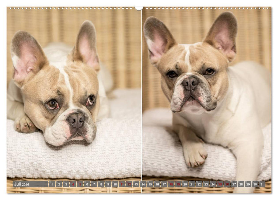 French Bully´s - Große Schätze auf kleinen Pfoten (CALVENDO Premium Wandkalender 2026)