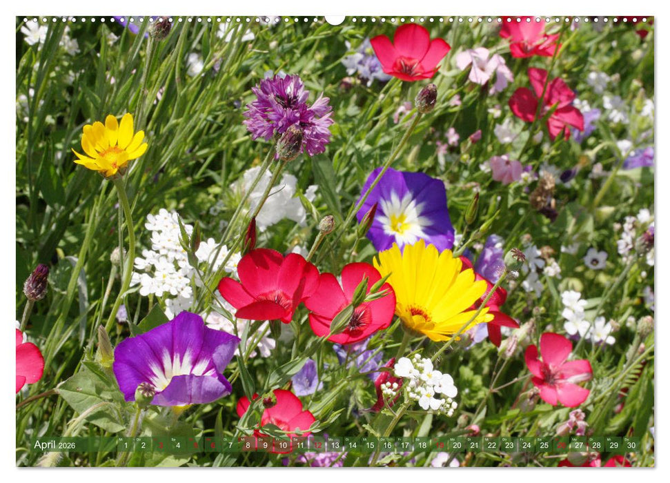 Beschwingte Blumenwelt (CALVENDO Wandkalender 2026)