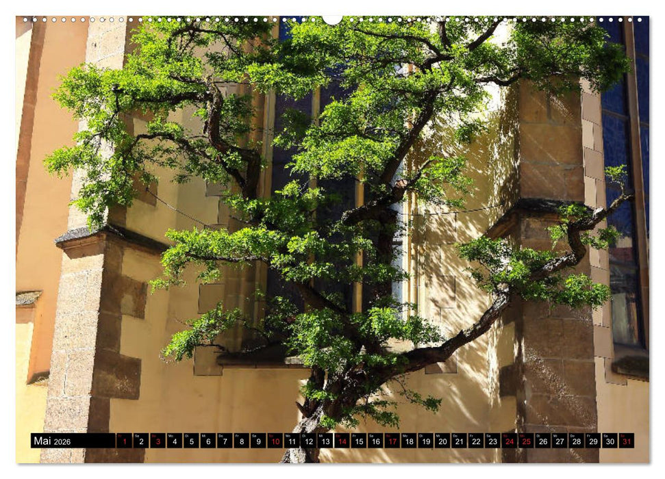 Rottenburg am Neckar - Eine Stadt am Limes (CALVENDO Premium Wandkalender 2026)