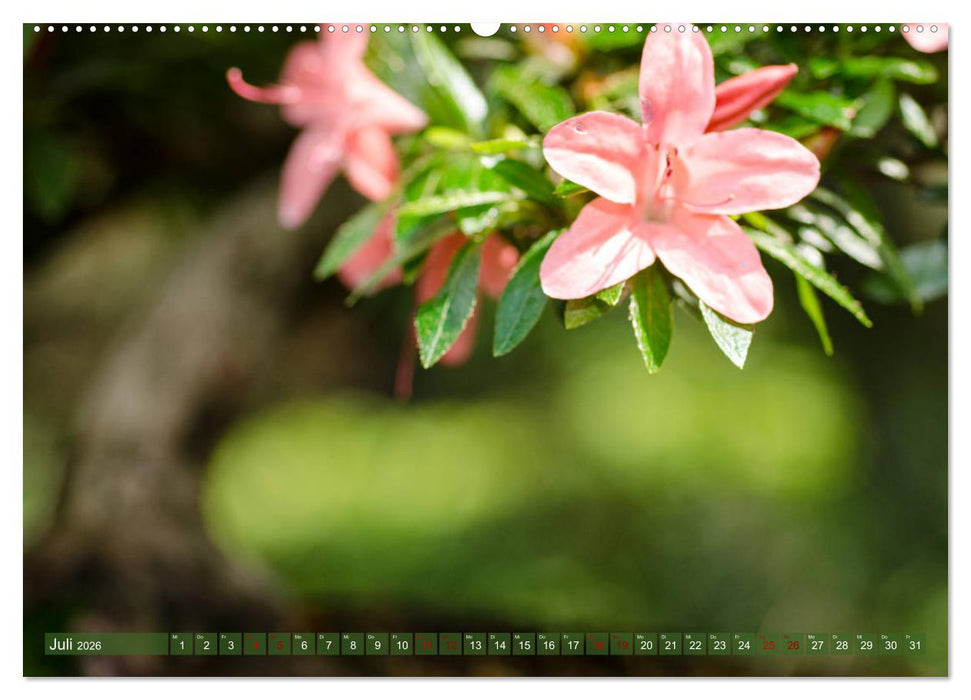 Bonsai ganz nah (CALVENDO Premium Wandkalender 2026)