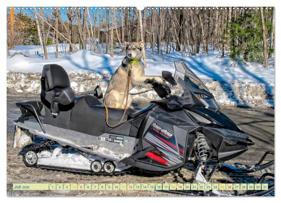 Schneemobil - so cool (CALVENDO Premium Wandkalender 2026)
