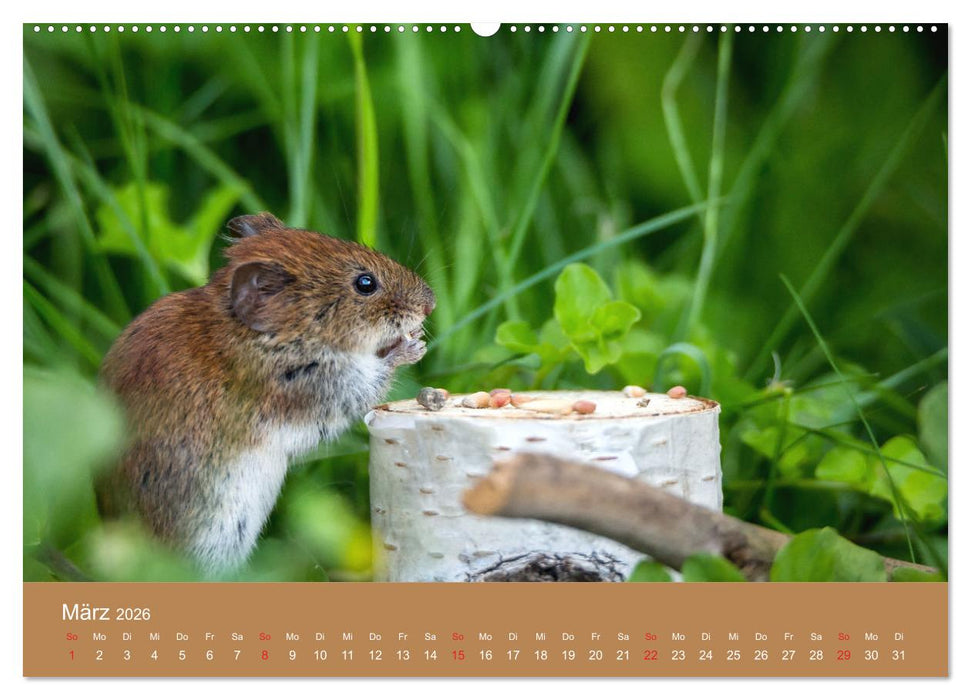 Mäusetanz (CALVENDO Wandkalender 2026)