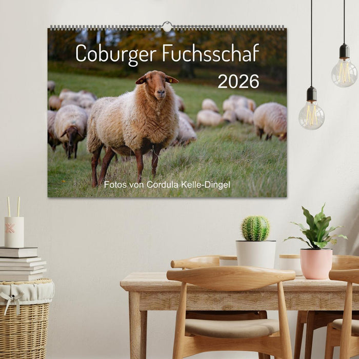 Coburger Fuchsschaf (CALVENDO Wandkalender 2026)