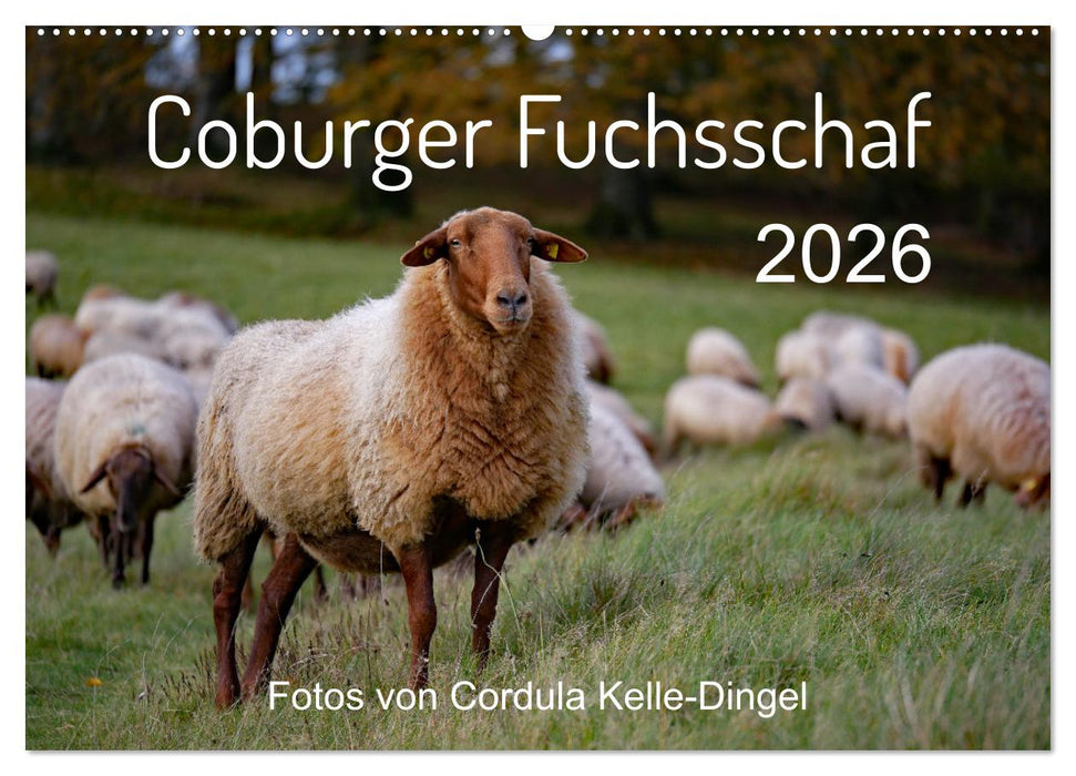Coburger Fuchsschaf (CALVENDO Wandkalender 2026)