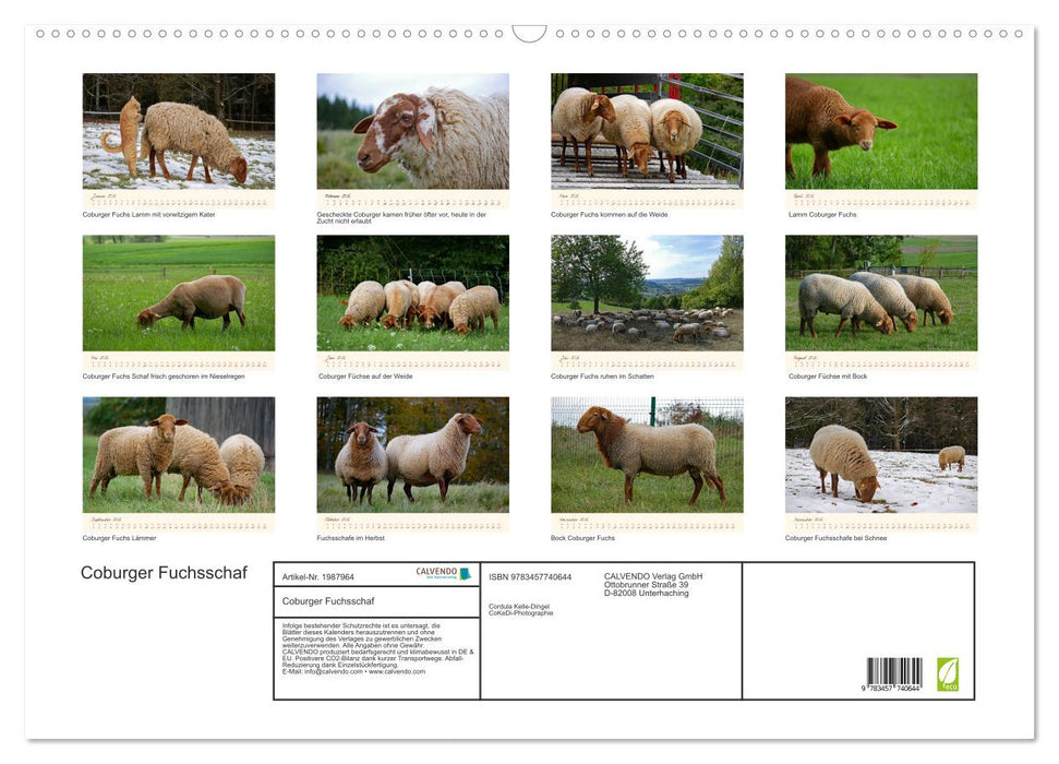 Coburger Fuchsschaf (CALVENDO Wandkalender 2026)