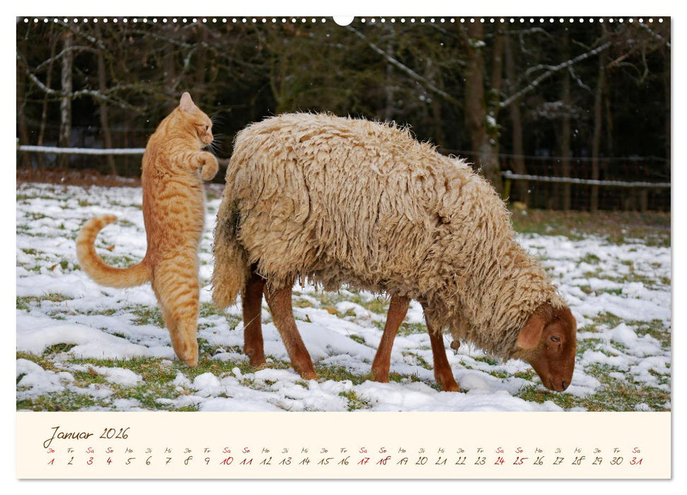 Coburger Fuchsschaf (CALVENDO Wandkalender 2026)