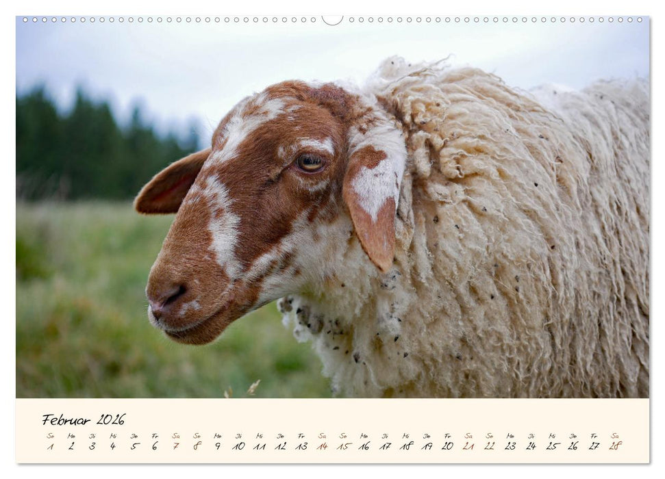 Coburger Fuchsschaf (CALVENDO Wandkalender 2026)