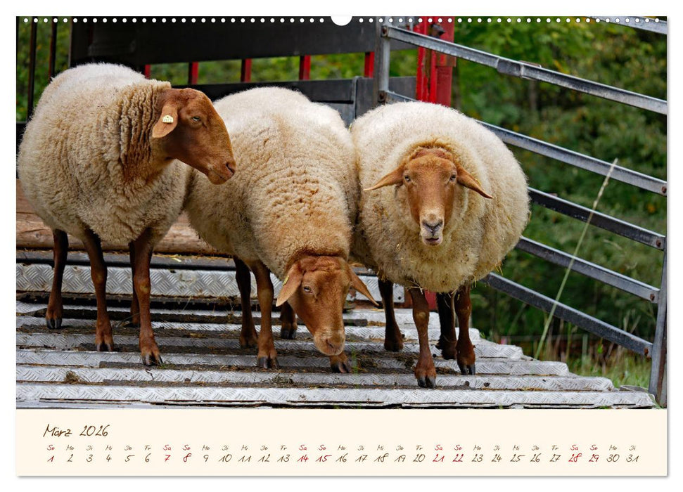 Coburger Fuchsschaf (CALVENDO Wandkalender 2026)