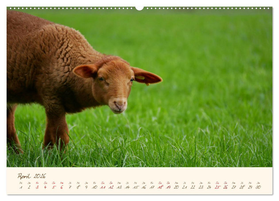Coburger Fuchsschaf (CALVENDO Wandkalender 2026)