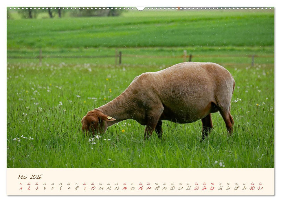 Coburger Fuchsschaf (CALVENDO Wandkalender 2026)