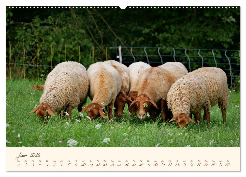 Coburger Fuchsschaf (CALVENDO Wandkalender 2026)