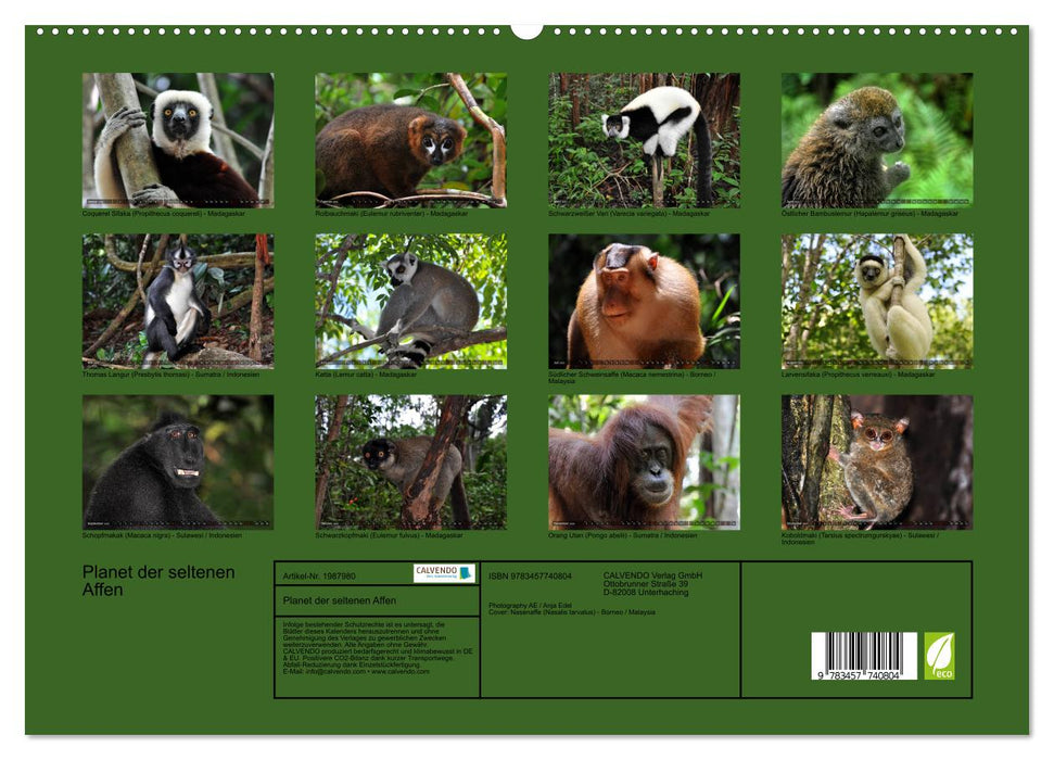Planet der seltenen Affen (CALVENDO Premium Wandkalender 2026)