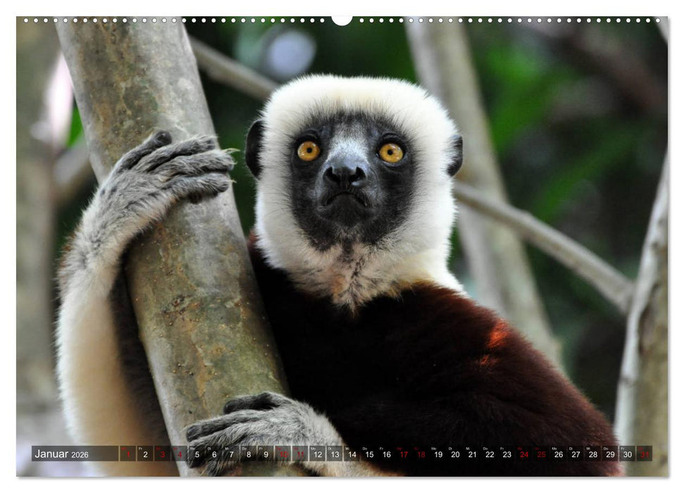 Planet der seltenen Affen (CALVENDO Premium Wandkalender 2026)